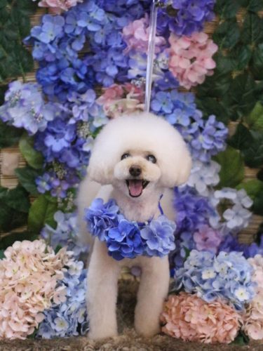 20250618ピッピちゃん